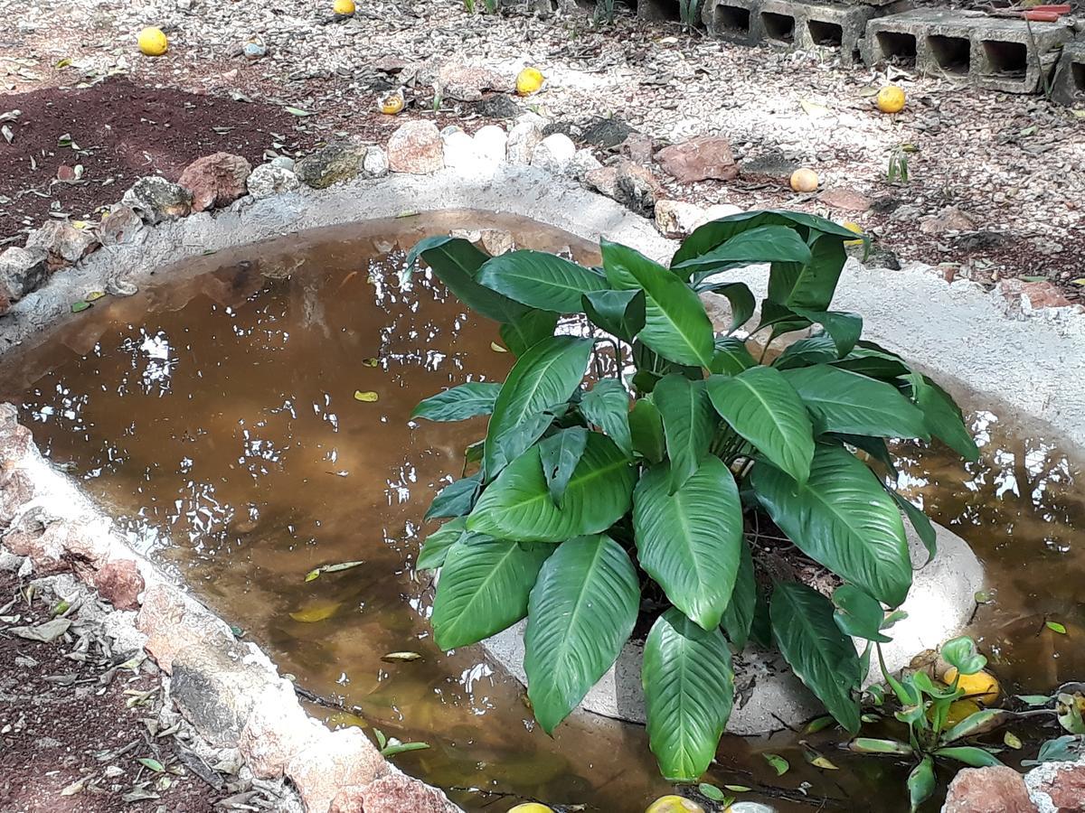 El Chac Mool Bed and Breakfast Santa Elena Esterno foto
